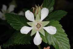 Rubus macilentus